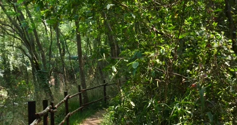 Tropical jungle path in riverine forest valley. tilt from canopy to path Video stock 255837202