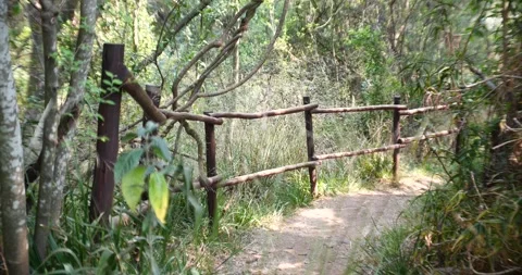 Tropical jungle path in riverine forest valley. Video stock 255837203