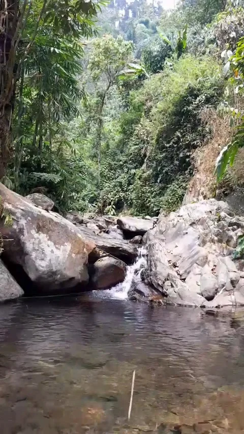 Tropical Jungle Pool with Small Waterfall and Large Rocks 4K Видео 343082184