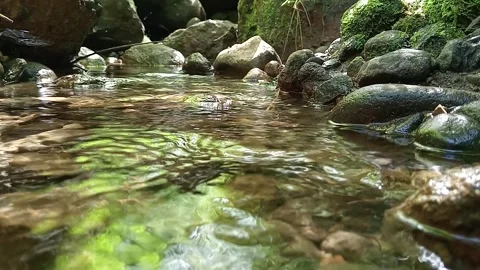 Tropical Jungle River Flowing Through Green Forest Stock Footage 329764896