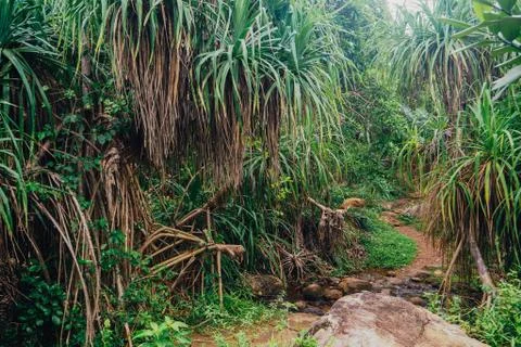 Tropical jungle with river Stock Photos