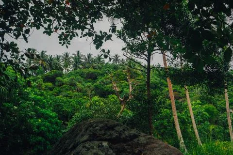 Tropical jungle with river Stock Photos