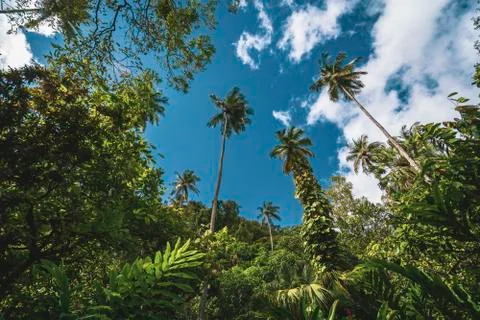 Tropical jungle in St. Lucia with sun, Caribbean Stock Photos