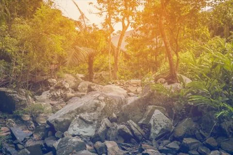 Tropical Jungle in Sunrays Stock Photos