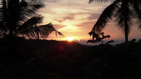 Tropical jungle sunset with palm tree silhouettes Stock Footage 340643189