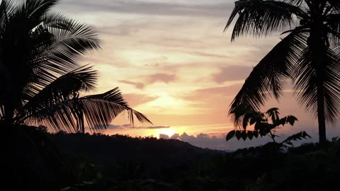 Tropical jungle sunset with palm tree silhouettes Stock Footage 340643200