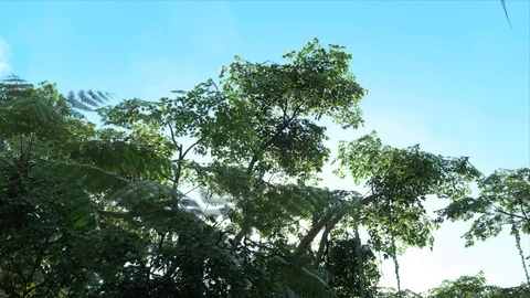 Windy Jungle Stock Video Footage | Royalty Free Windy Jungle Videos | Pond5