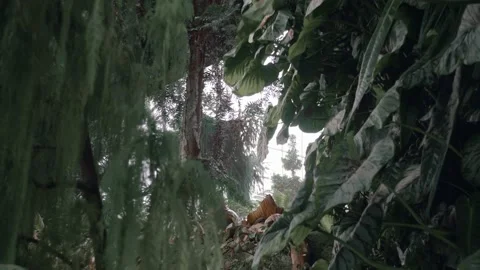 Tropical Jungle View Stock Footage 150126773
