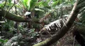 Tropical jungle views HD Footage