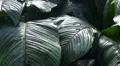 Tropical jungle views in motion HD Footage