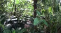 Tropical jungle views in motion HD Footage