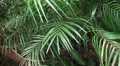 Tropical jungle views in motion HD Footage