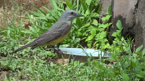 Tropical king bird drinking Stock-Footage 23578389