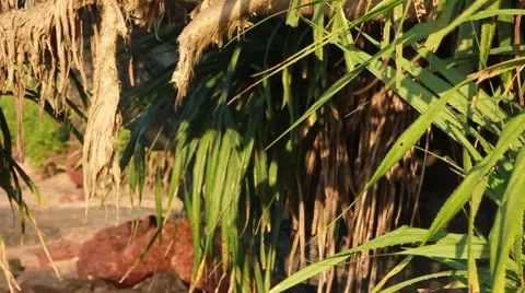 Tropical lady 2 Video stock 1019464