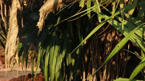 Tropical lady Video stock 1019542