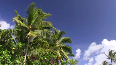 Tropical lagoon, Hawaii Stock Footage 24203349