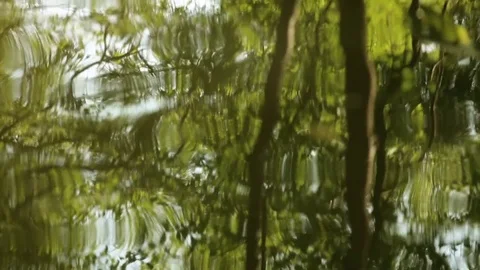 Tropical lake - tree reflections Stock Footage 81845251