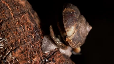Tropical Land Snail Crawling on Tree Bark Stockbeeldmateriaal 340328564