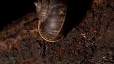 Tropical Land Snail Crawling on Tree Bark Vidéo 340538084