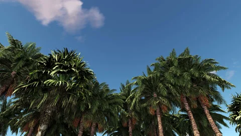 Tropical landscape with clouds and palm trees. Video stock 231604685