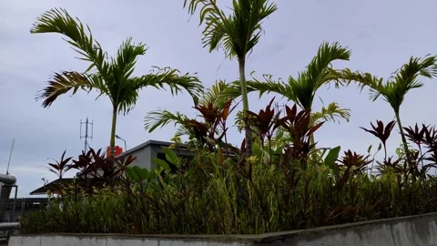 Tropical Landscape Featuring Palm Trees and Lush Vegetation Against a Clear Sky Stock Footage 304617965
