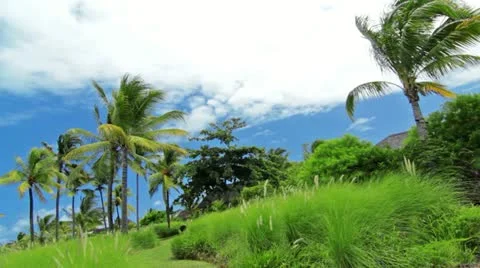 Tropical landscape Stock Footage 10889586