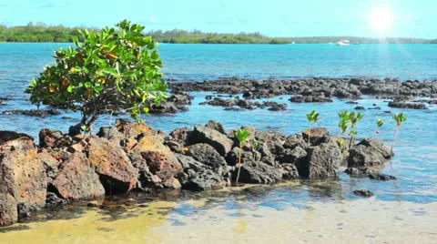 Tropical landscape Stock Footage 22247491