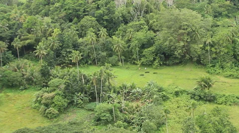 Tropical landscape Video stock 43619534