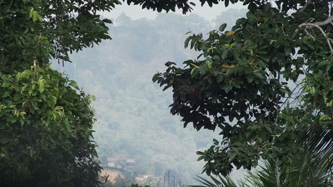 Tropical landscape layered composition. Koh Samui. Thailand. 스톡 동영상 333158936