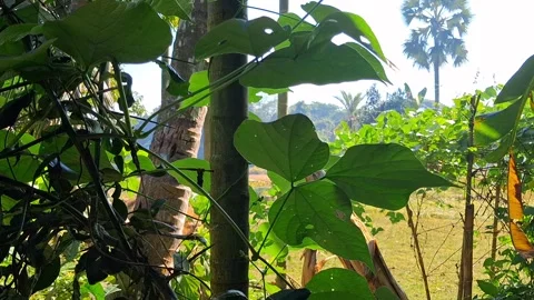 Tropical landscape with palm trees and green foliage in a sunny outdoor setti 库存影片 331658656