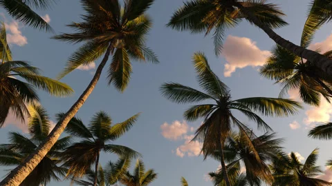 Tropical landscape with palm trees, sky and sea. Stock-Footage 297220300