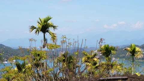 Tropical Landscape with Palms Overlooking Distant Mountains and Bay Stock Footage 267613290