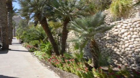 Tropical Landscape Path. wallking on tropic path  動画素材 97830083