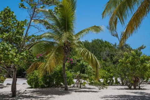 Tropical Landscape Stock Photos
