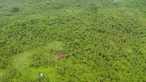 Tropical landscape with rainforest. Stock Footage 222781156