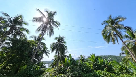 Tropical landscape scenery with coconut trees in the foreground Stock Footage 339375670