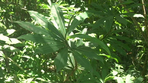 Tropical Large Leaf Plant UHD 스톡 동영상 284887773