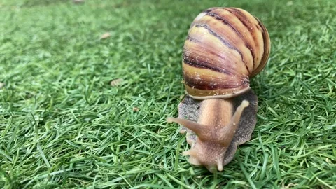 Tropical Large Snail Moving On Grass Front View 4K Stock Footage 328920912