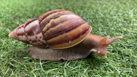 Tropical Large Snail Moving Sideways On Grass Turns To Look at Camera 4K Stock Footage 328920931