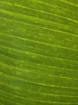 Tropical Leaf Abstract Texture Stock Photos
