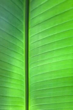 Tropical Leaf Background Stock Photos