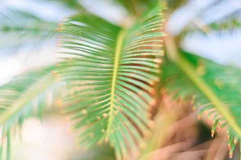 Tropical leaf background, selective focus, green colorNature concept Stock Photos