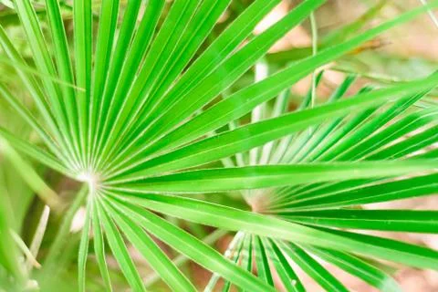 Tropical leaf background, selective focus, green colorNature concept Stock Photos