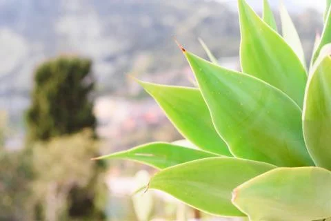 Tropical leaf background, selective focus, green colorNature concept Stock Photos