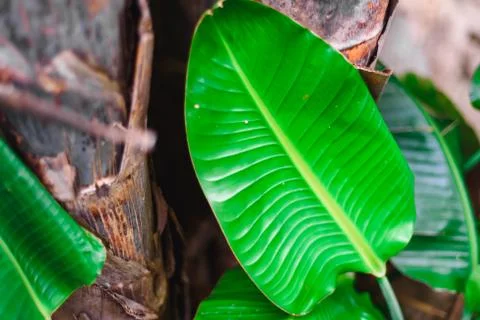 Tropical leaf background, selective focus, green colorNature concept Stock Photos