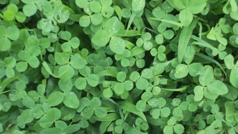 Tropical leaf background with vivid, high contrast greens Stock Footage 330141136