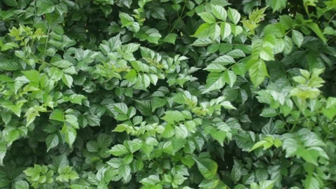 Tropical leaf background with vivid, high contrast greens Stock Footage 330141137