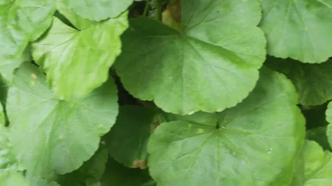 Tropical leaf background with vivid, high contrast greens Stock Footage 330141148