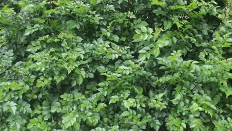 Tropical leaf background with vivid, high contrast greens Stock Footage 330141149