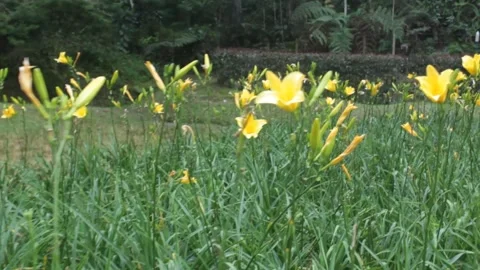 Tropical leaf background with vivid, high contrast greens Stock Footage 330141214
